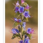 vipérine commune (Echium vulgare) dans les dunes de la Baie de Somme