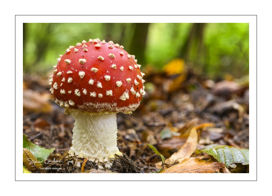 Sortie champignons en forêt de Crécy