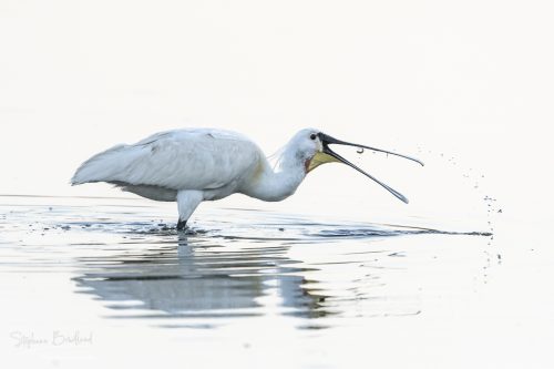 Spatule blanche en train de pêcher, Marais du Crotoy, Le Crotoy, Baie de Somme