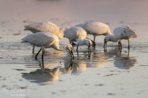 Spatule blanche en train de pêcher, Marais du Crotoy, Le Crotoy, Baie de Somme