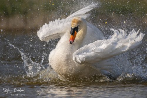 Cygne tuberculé (Cygnus olor - Mute Swan) au bain (toilette) 