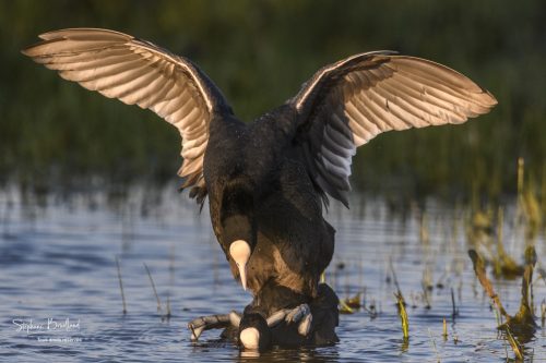 Accouplement de Foulques macroules, Baie de Somme, Le Crotoy