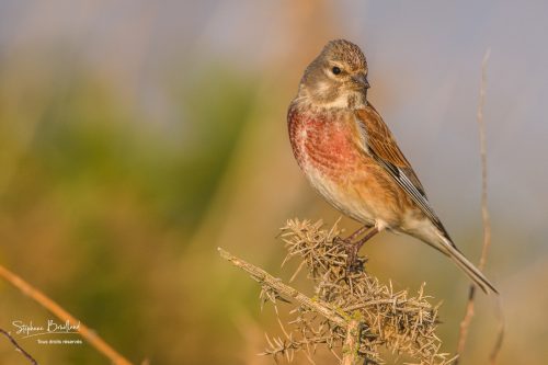  Linotte mélodieuse au Hâble d'Ault, Cayeux-sur-mer