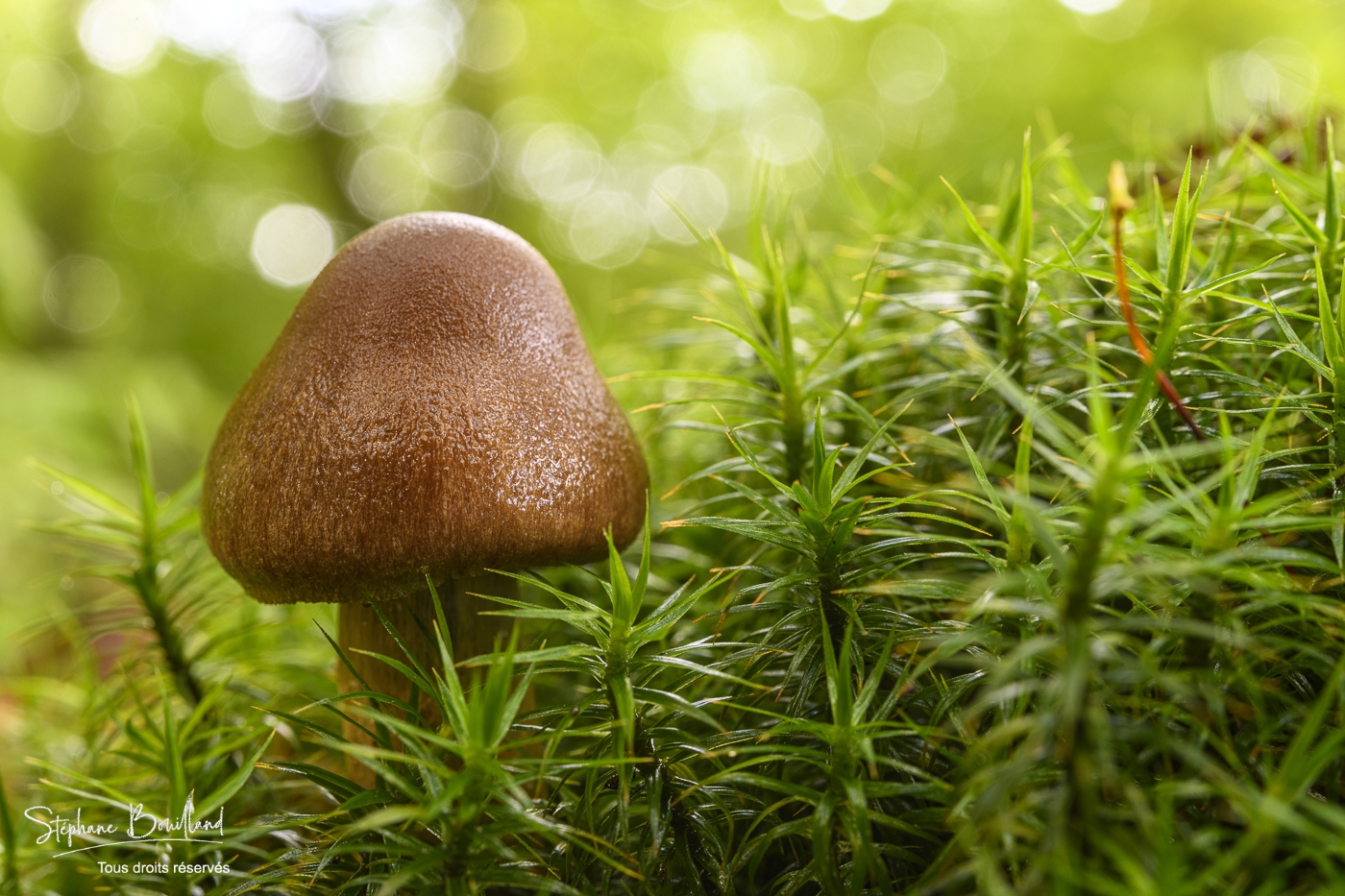 Série Cueillettes] Des champignons comme des trésors