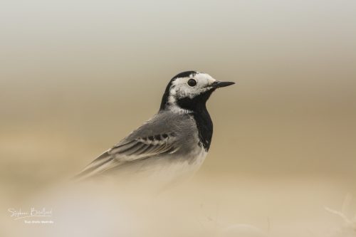 Bergeronnette grise au Hâble d'Ault, Baie de Somme