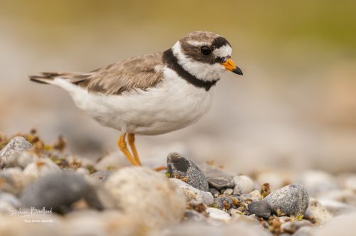 Grand gravelot nichant dans les galets au hâble d'Ault, Baie de Somme