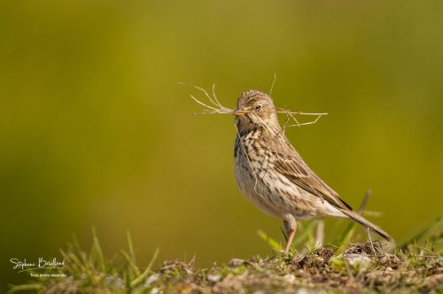 Pipit farlouse au Hâble d'Ault, Baie de Somme, Somme, Picardie, France