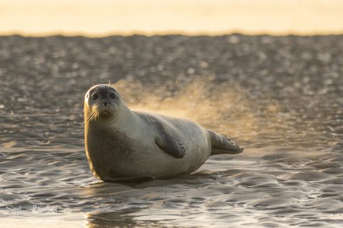 Avec le froid, les phoques qui sortent de l'eau fument au fur et à mesure qu'ils sèchent et que l'eau s'évapore. Saison : Hiver - Lieu :  Berck-sur-mer, Côte d'Opale, Pas-de-Calais- Nord-Pas-De-Calais, Hauts-de-France, France