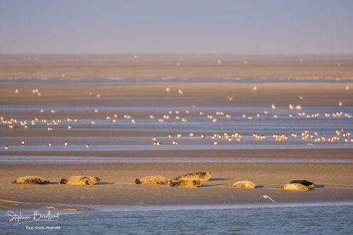 Colonie de phoques sur les bancs de sable en baie de Somme, Picardie, Hauts-de-France, France