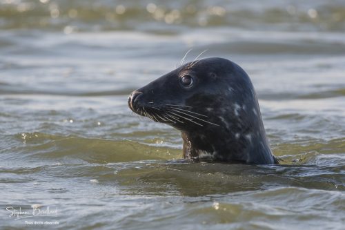 Phoque gris - Saison : été - Lieu : Berck-sur-mer, Pas-de-Calais, Hauts-de-France, France