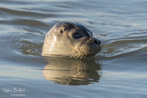 Phoque veau-marin - Saison : Hiver - Lieu :  Berck-sur-mer, Côte d'Opale, Pas-de-Calais- Nord-Pas-De-Calais, Hauts-de-France, France