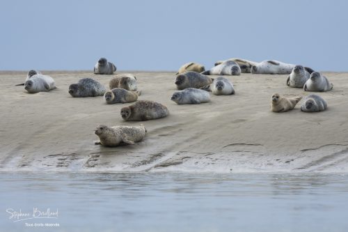 Phoques veau-marin échoués sur leur reposoir (banc de sable) en baie de Somme- Saison : été - Lieu : Le Hourdel, Baie de Somme, Somme, France