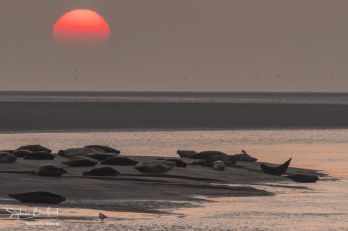 Les phoques au repos au coucher du soleil - Saison : Hiver - Lieu :  Berck-sur-mer, Côte d'Opale, Pas-de-Calais- Nord-Pas-De-Calais, Hauts-de-France, France
