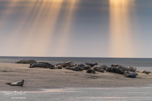 Les phoques sur les bancs de sable à Berck-sur-mer, Baie d'Authie, Côte d'Opale, Pas-de-Calais, Hauts-de-France, France.