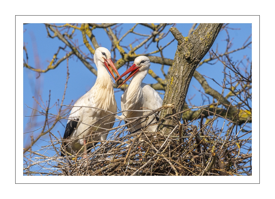 Nidification des cigognes en baie de Somme