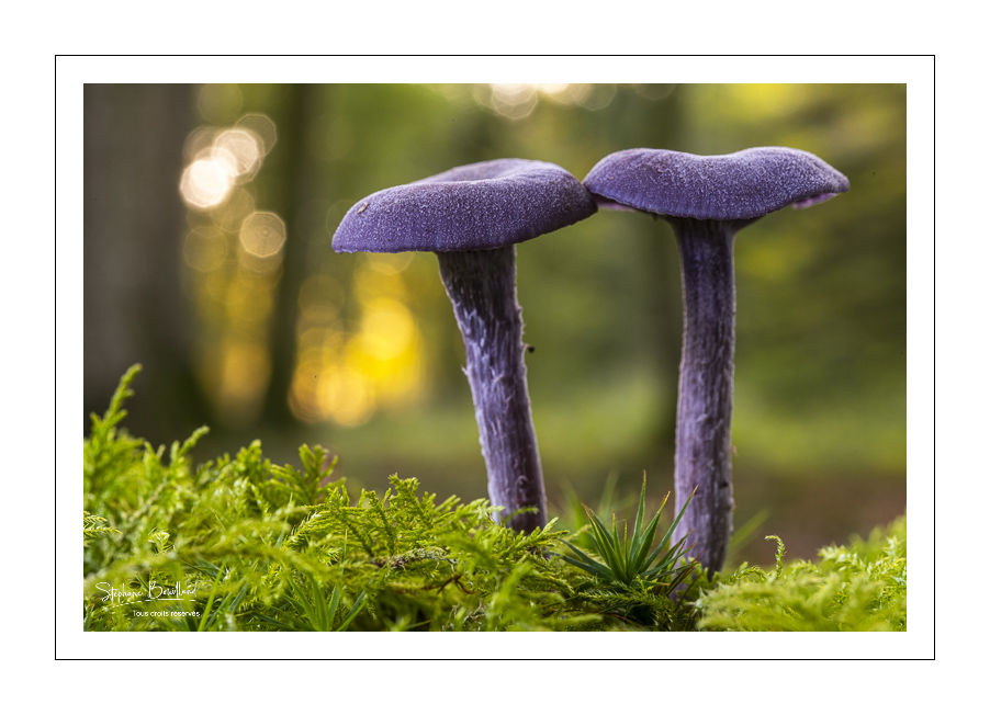 Les champignons, redoutables toxiques naturels